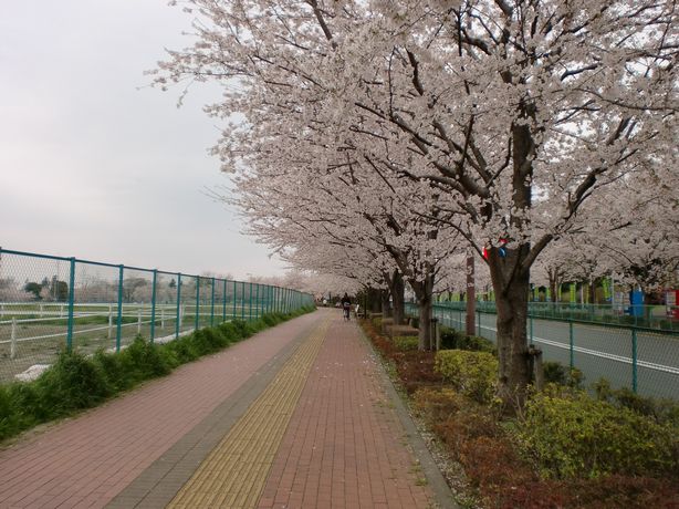 東京都内 関東近郊 おすすめ散歩スポット コースでプチ旅気分 東京都内桜穴場散歩コース 味の素スタジアム 東京外国語大学前の桜並木 東京都調布市